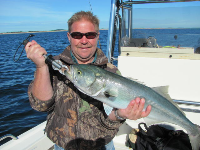 Plum Island bluefish