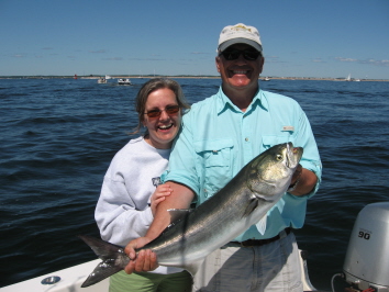 Bluefish at the mouth of the Merrimack River